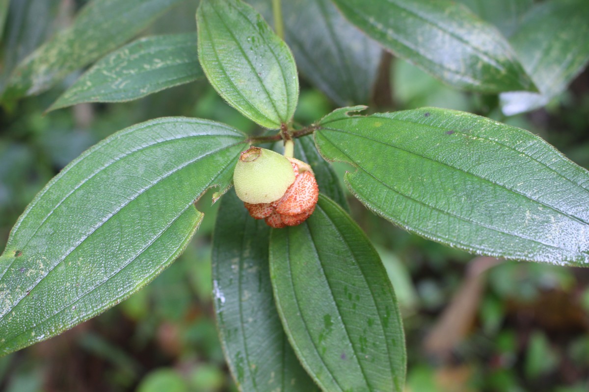 Melastoma sp.